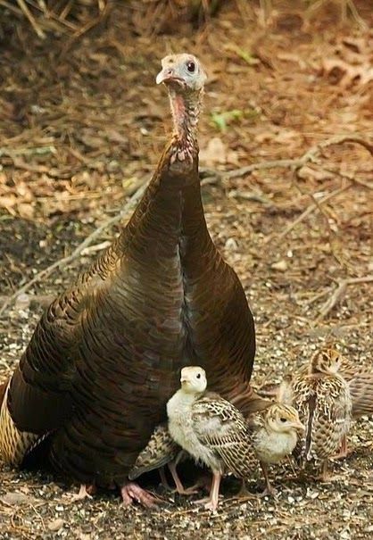 Spanish Black Turkeys - Image 3