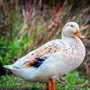 Welsh Harlequin