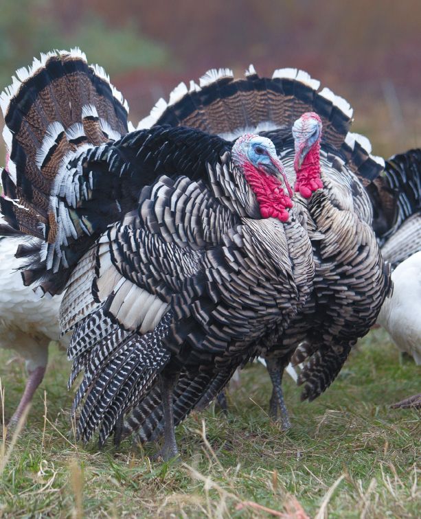 Narragansett Turkeys