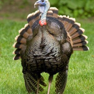 Bronze Turkey
