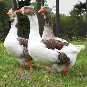 Pomeranian Geese