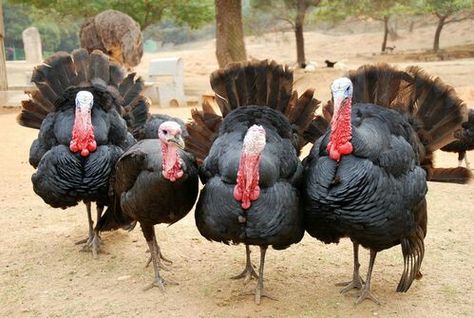 Narragansett Turkeys