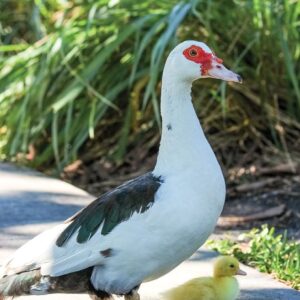 Elizabeth Duck
