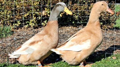 Buff Ducks