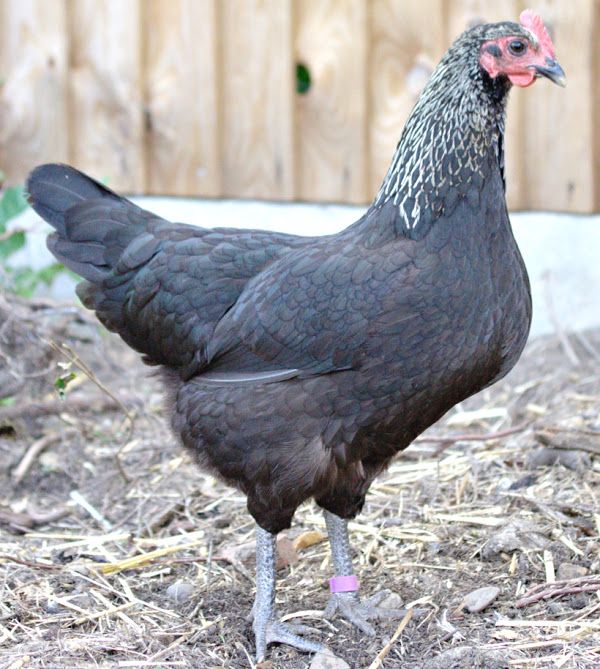 Marans - Image 6