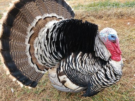 Narragansett Turkeys