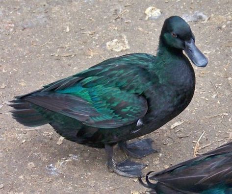 Call Ducks - Image 5