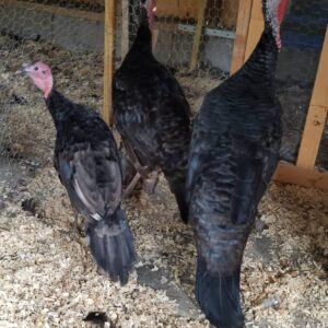 Spanish Black Turkeys