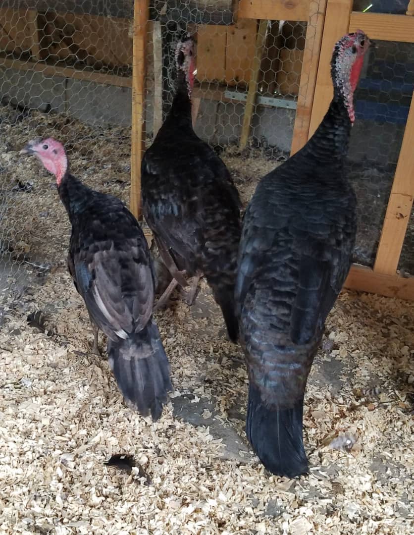 Spanish Black Turkeys