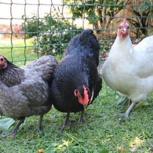 Australorp Chicken