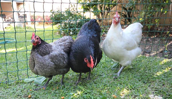 Australorp Chicken