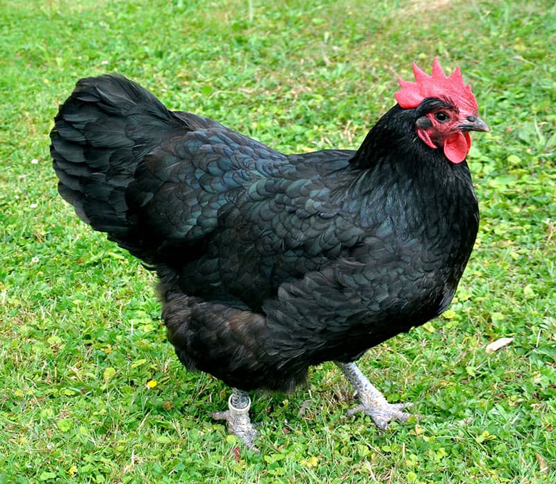 Australorp Chicken