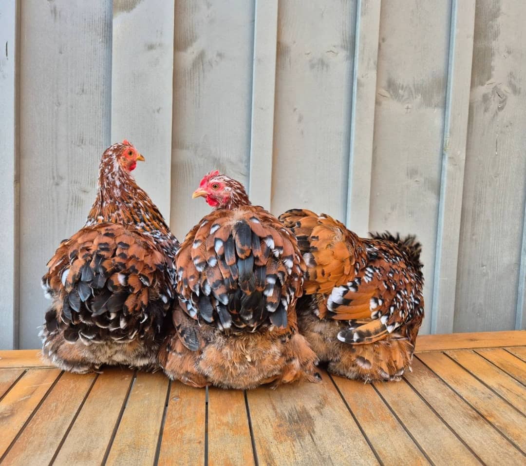 Cochin Chicken