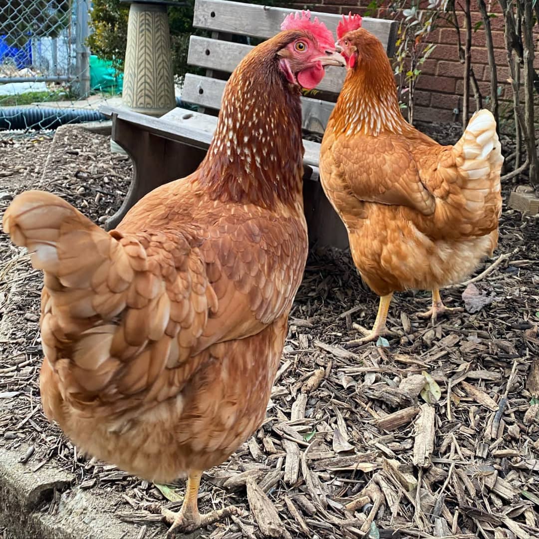 Golden Comet Chicken