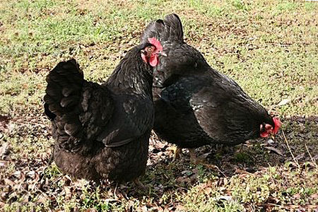 Australorp Chicken