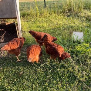 Buckeye chicken