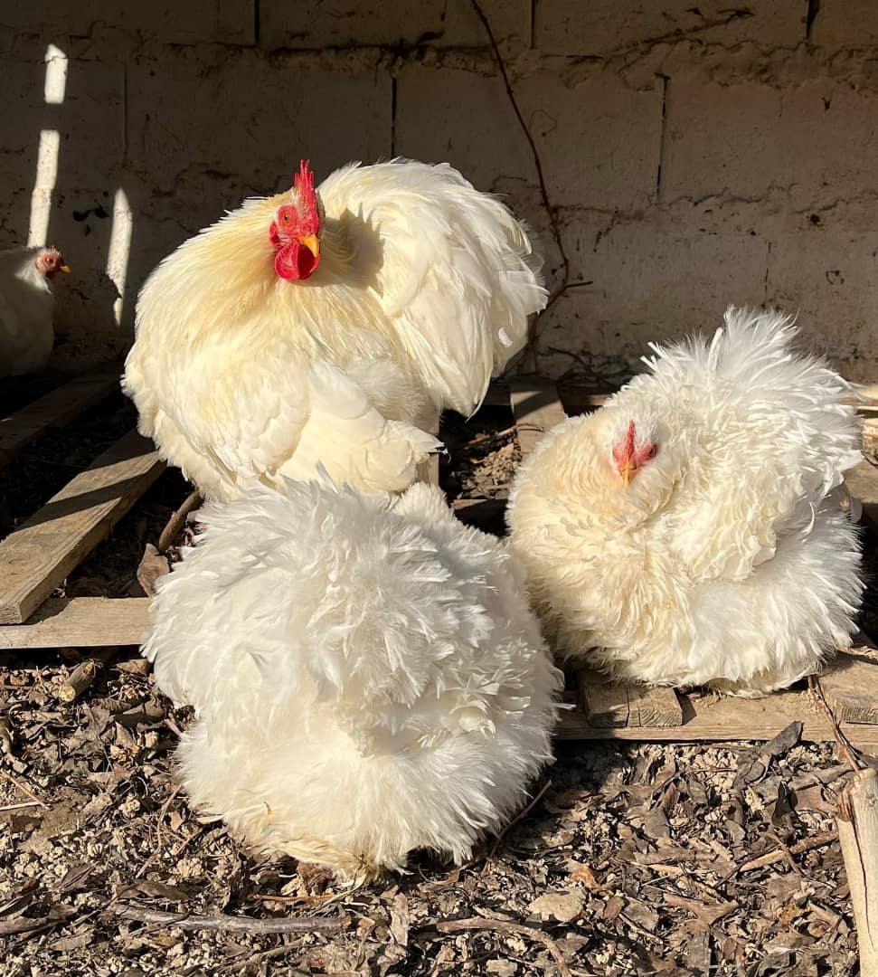 Cochin Chicken