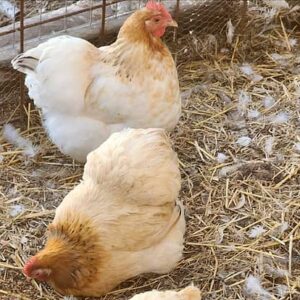 Pekin Bantam Chicken