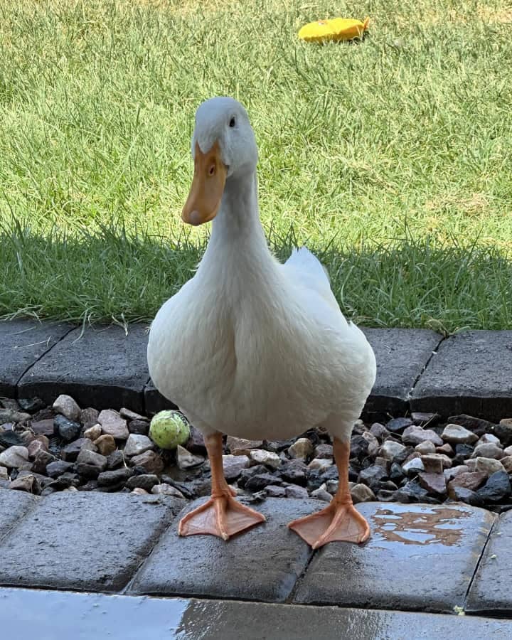 Pekin Duck