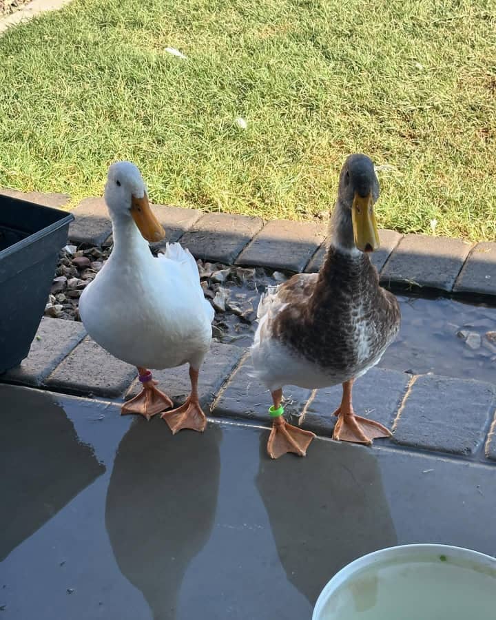 Pekin Ducks