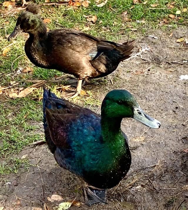 Cayuga Duck - Image 2