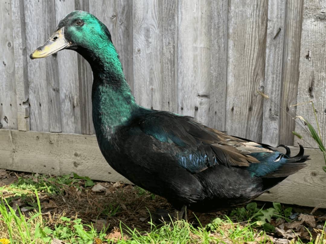 Cayuga Duck - Image 3