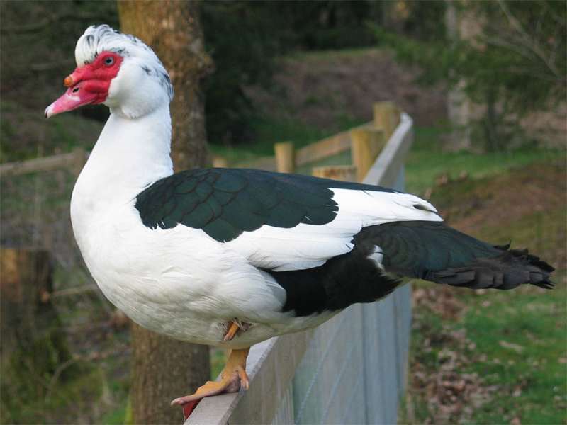 Muscovy Duck - Image 2