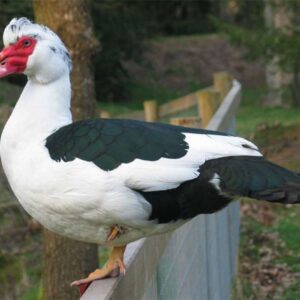 Muscovy Duck