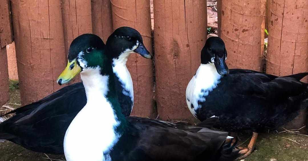 Muscovy Duck - Image 3