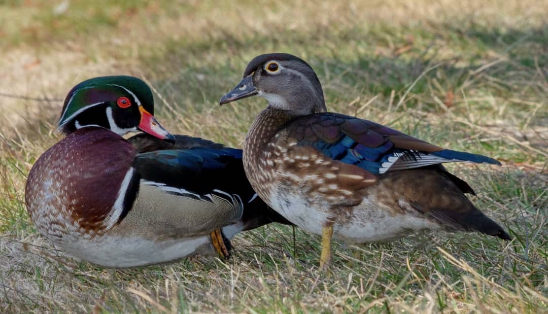 Wood Ducks - Image 3