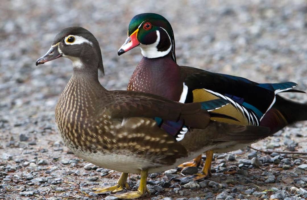 Wood Ducks