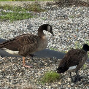 Canada Goose